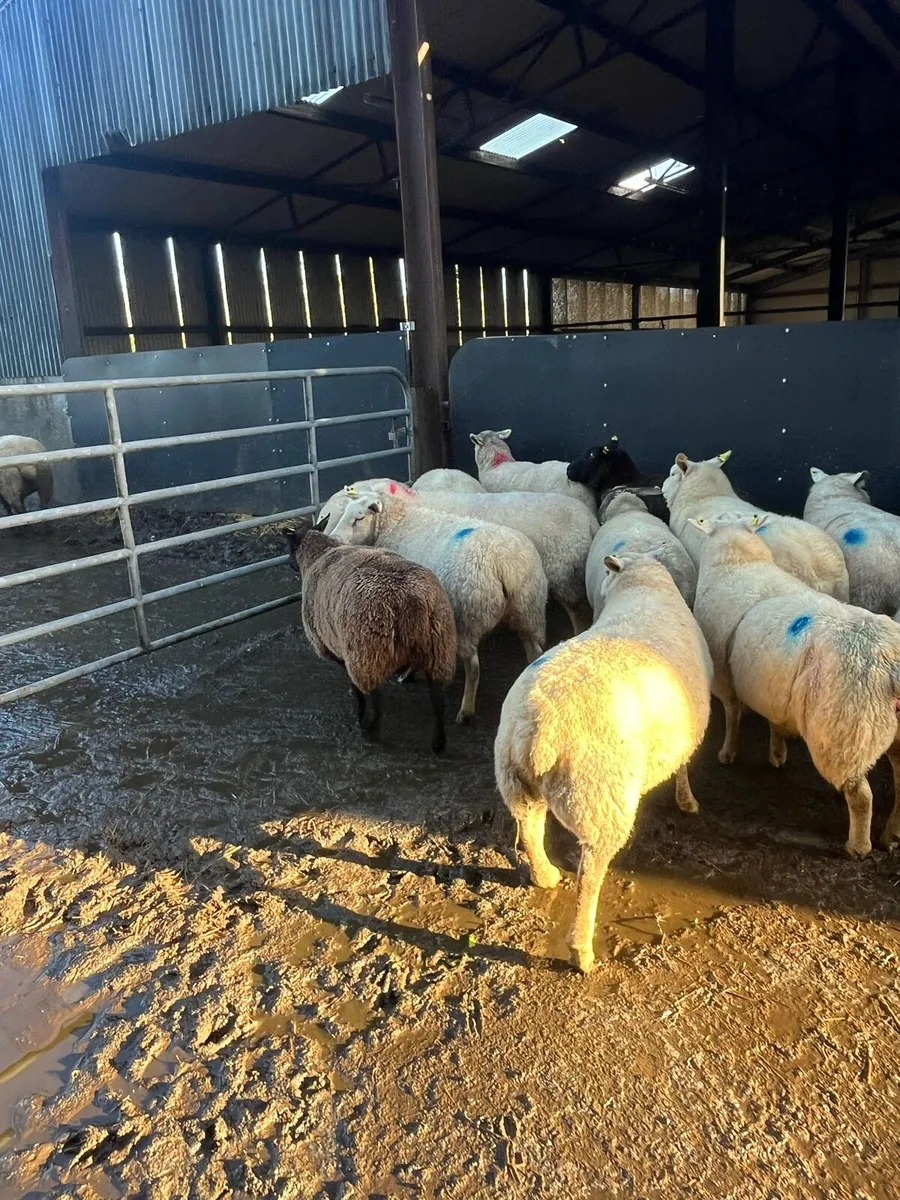 😍sponged January lambers 😍 - Image 4