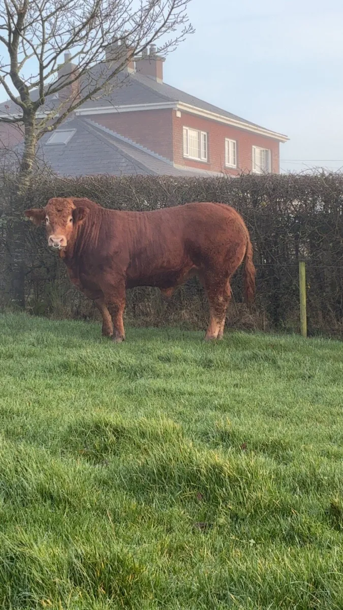PBR limousin Bull - Image 1