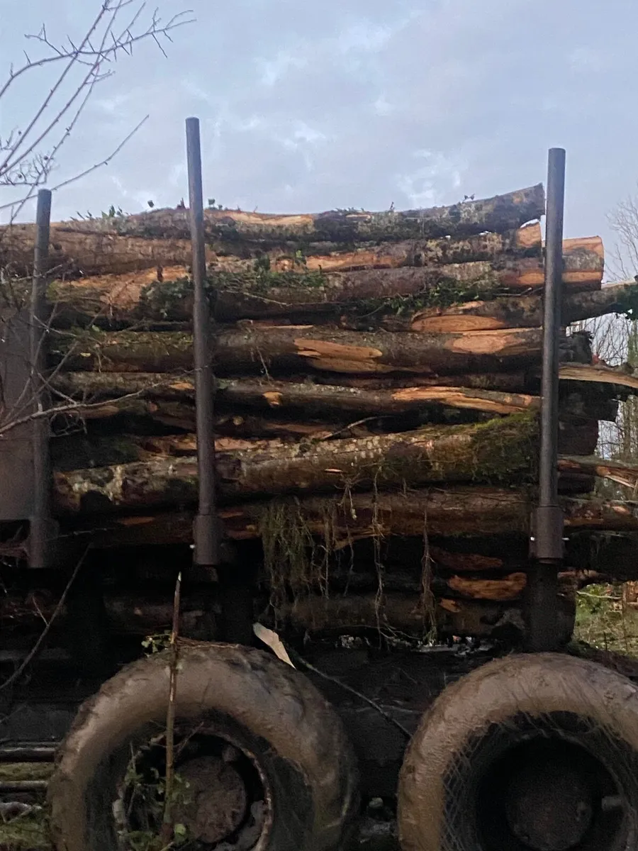 Timber - ash - Firewood - Image 3