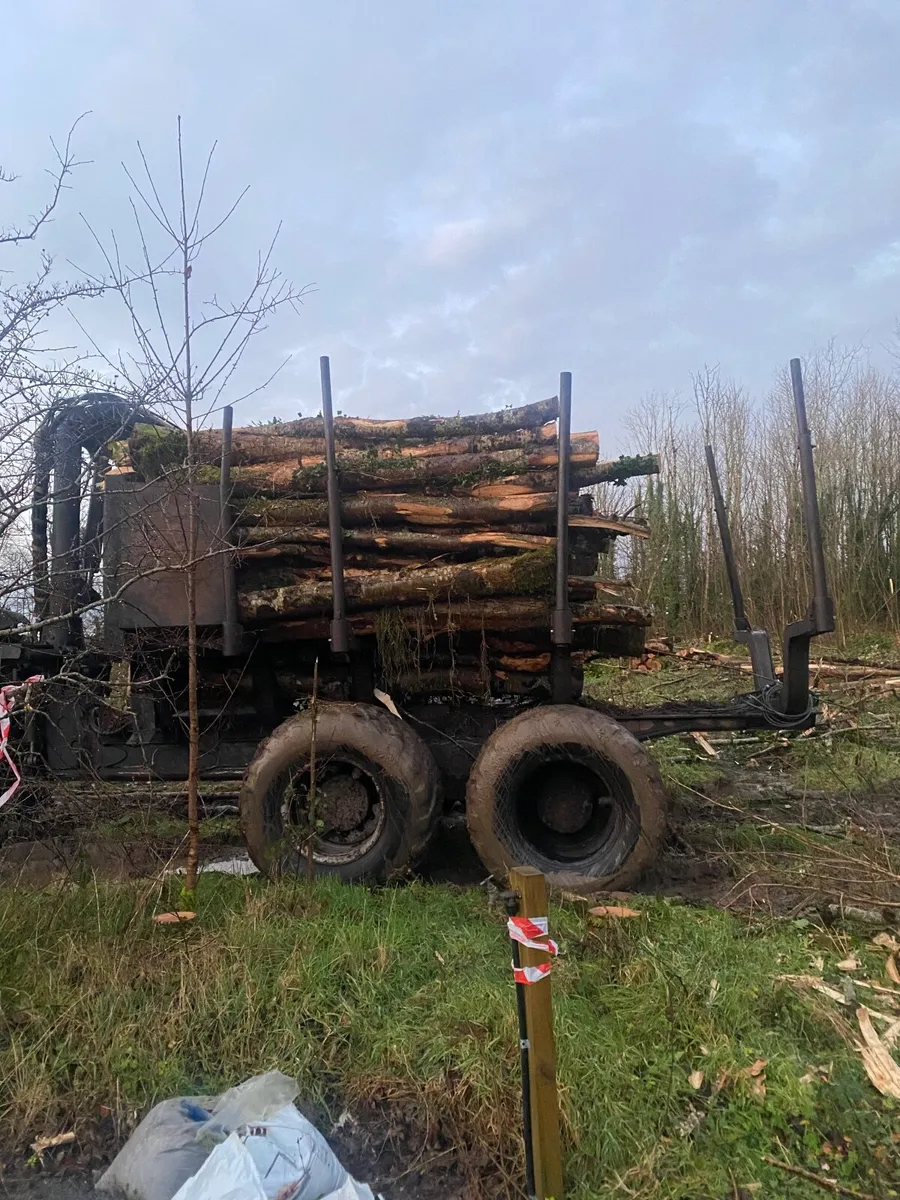 Timber - ash - Firewood - Image 4