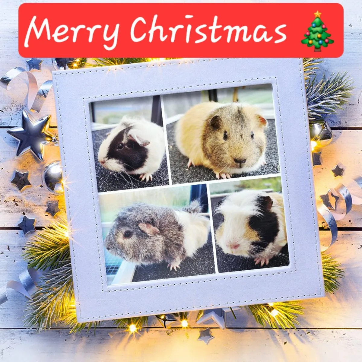 Quality Guinea Pigs for sale 🎄🎄🎄 - Image 1