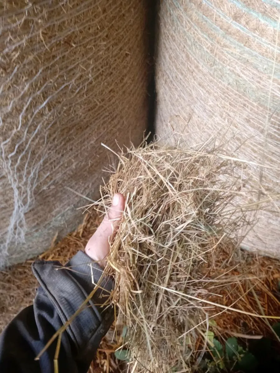 Round and square bales off hay - Image 4