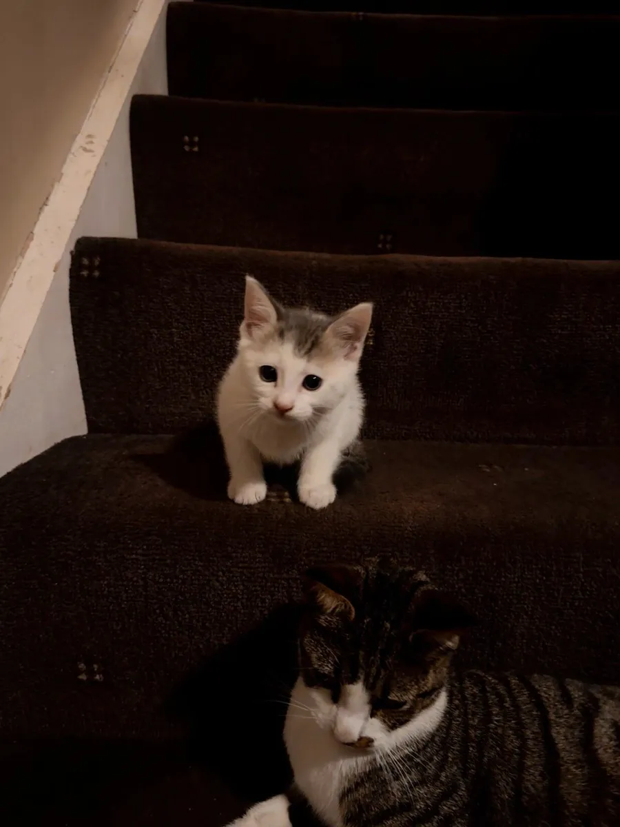 Kittens - Image 1