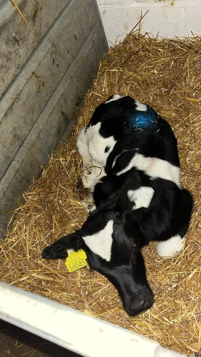 Calves - Image 2
