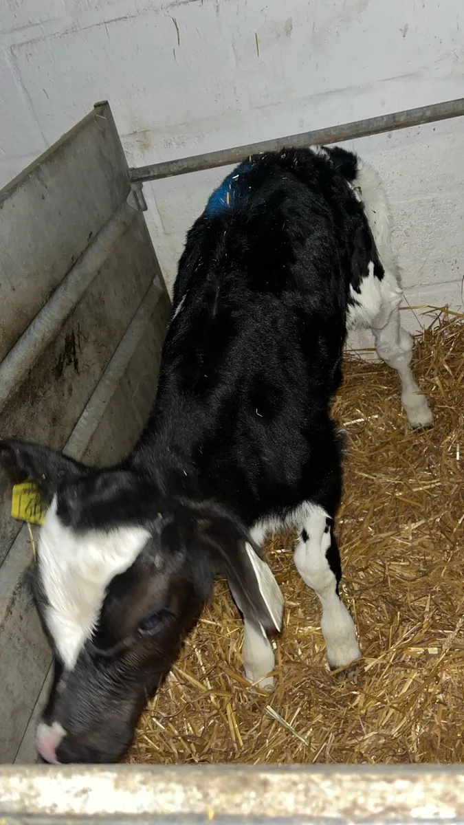 Calves - Image 3