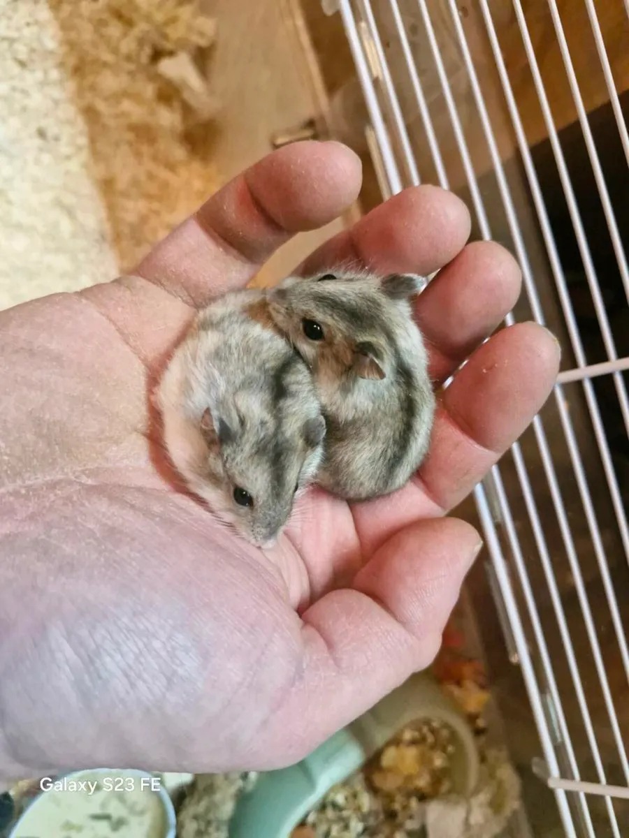 Dwarf hamsters - Image 1