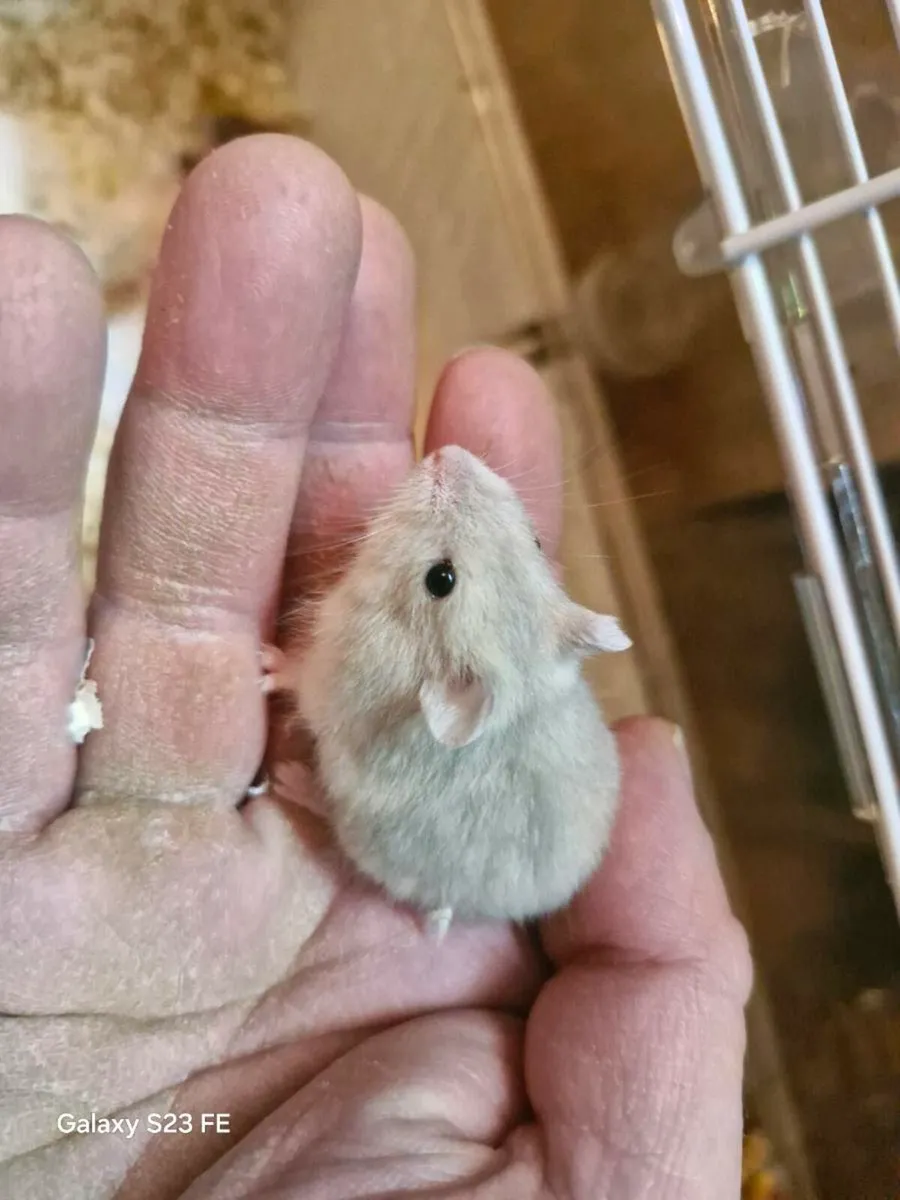 Dwarf hamsters - Image 2