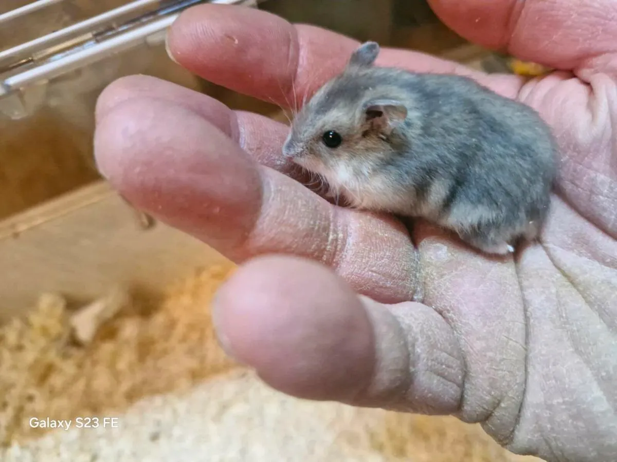 Dwarf hamsters - Image 3