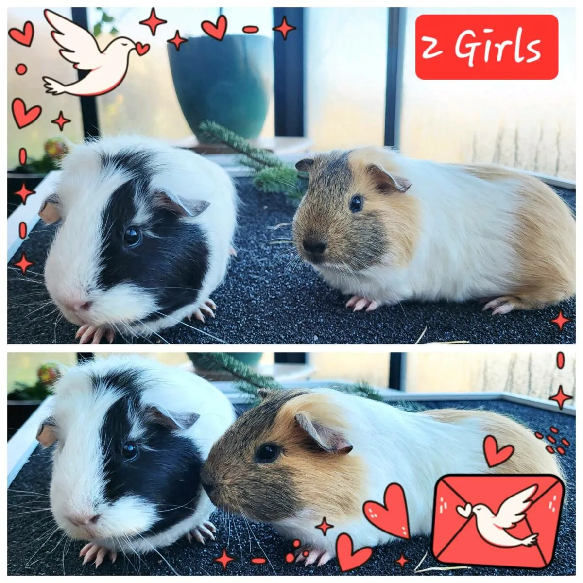 Quality Guinea Pigs for sale 🎄🎄🎄 - Image 2