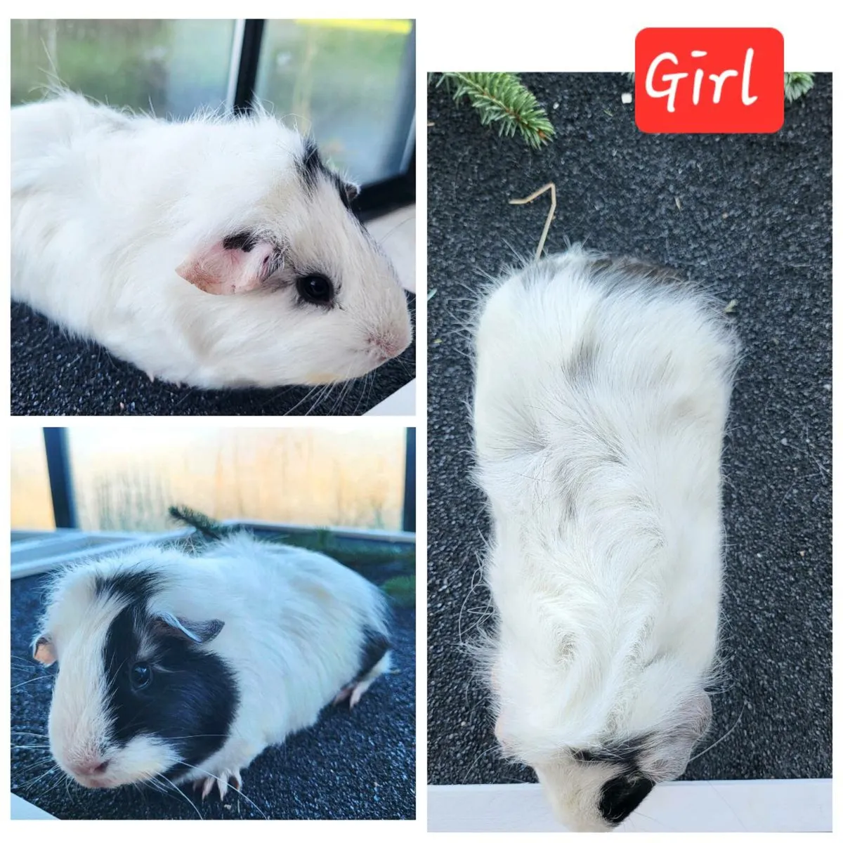 Quality Guinea Pigs for sale 🎄🎄🎄 - Image 3
