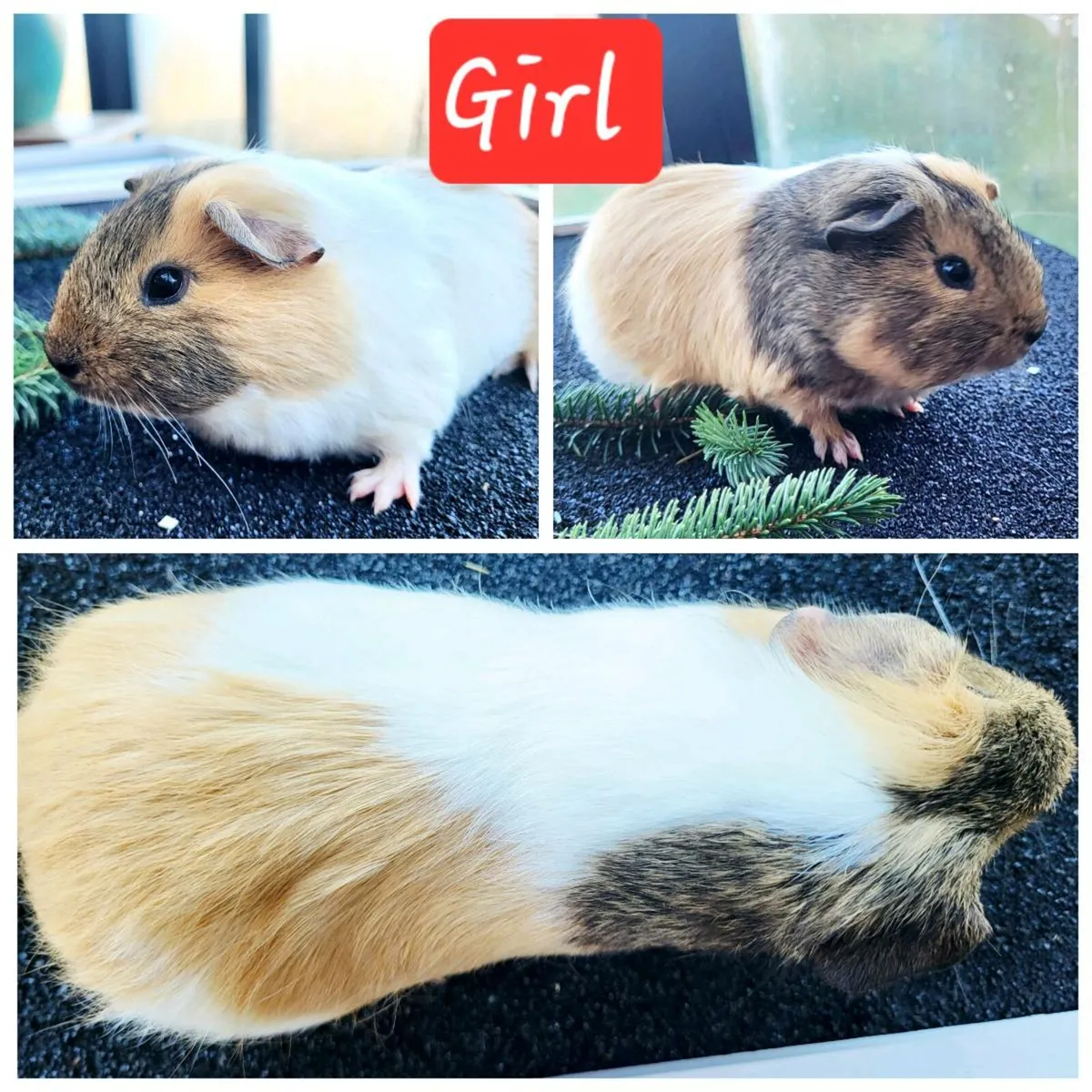 Quality Guinea Pigs for sale 🎄🎄🎄 - Image 4