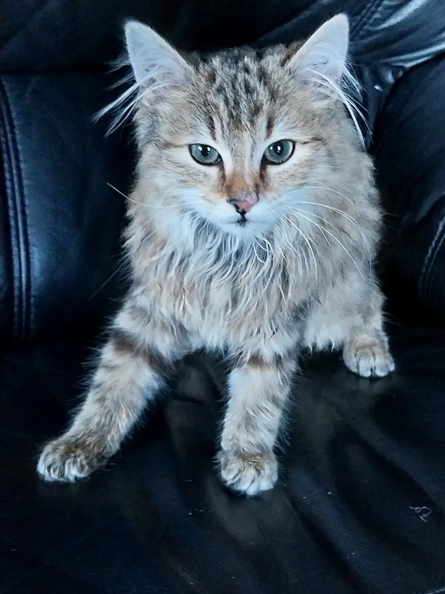Special Needs Kitten Looking for a Loving Home - Image 2