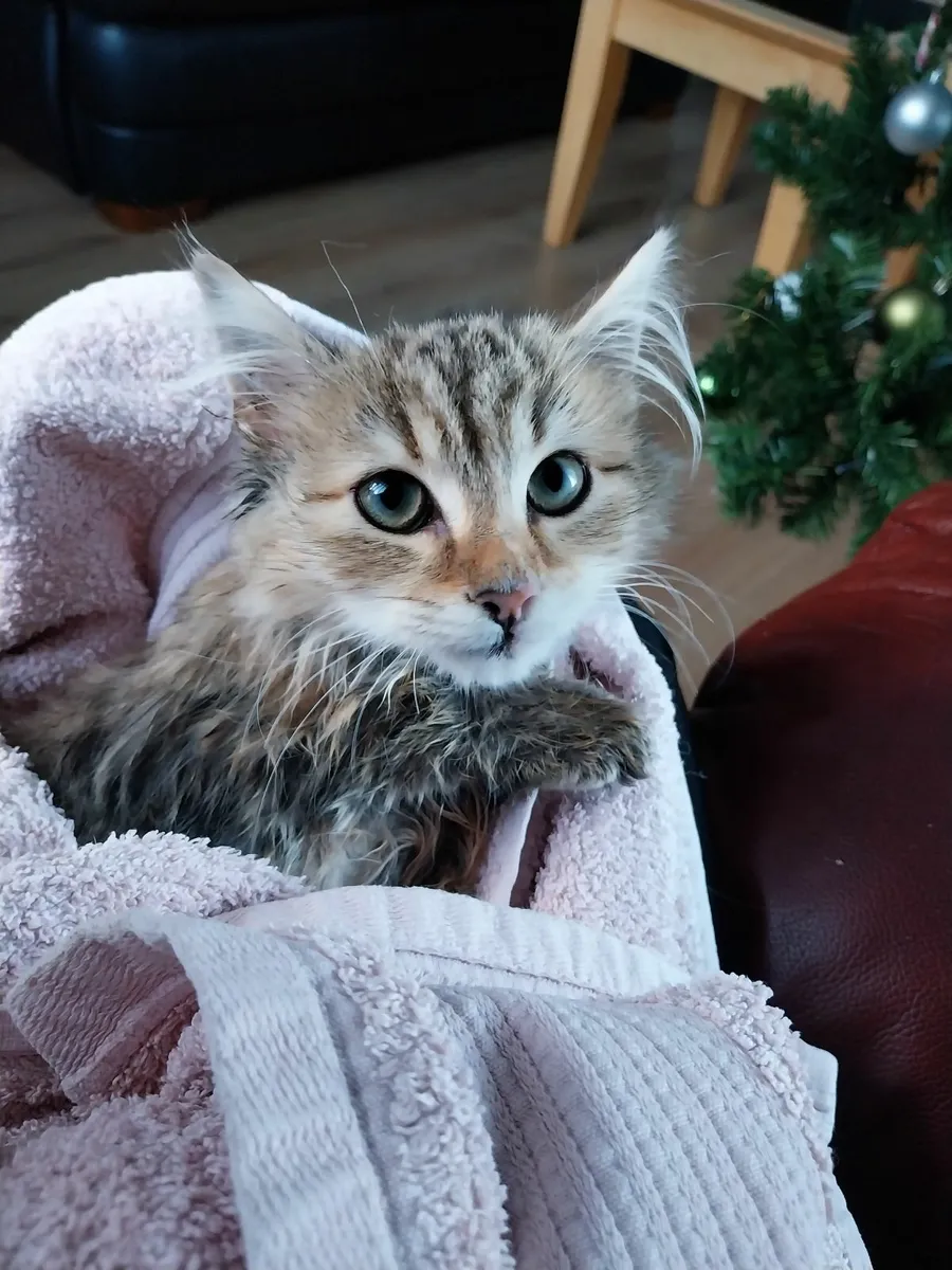 Special Needs Kitten Looking for a Loving Home - Image 3