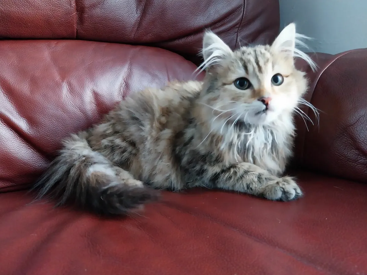 Special Needs Kitten Looking for a Loving Home - Image 4