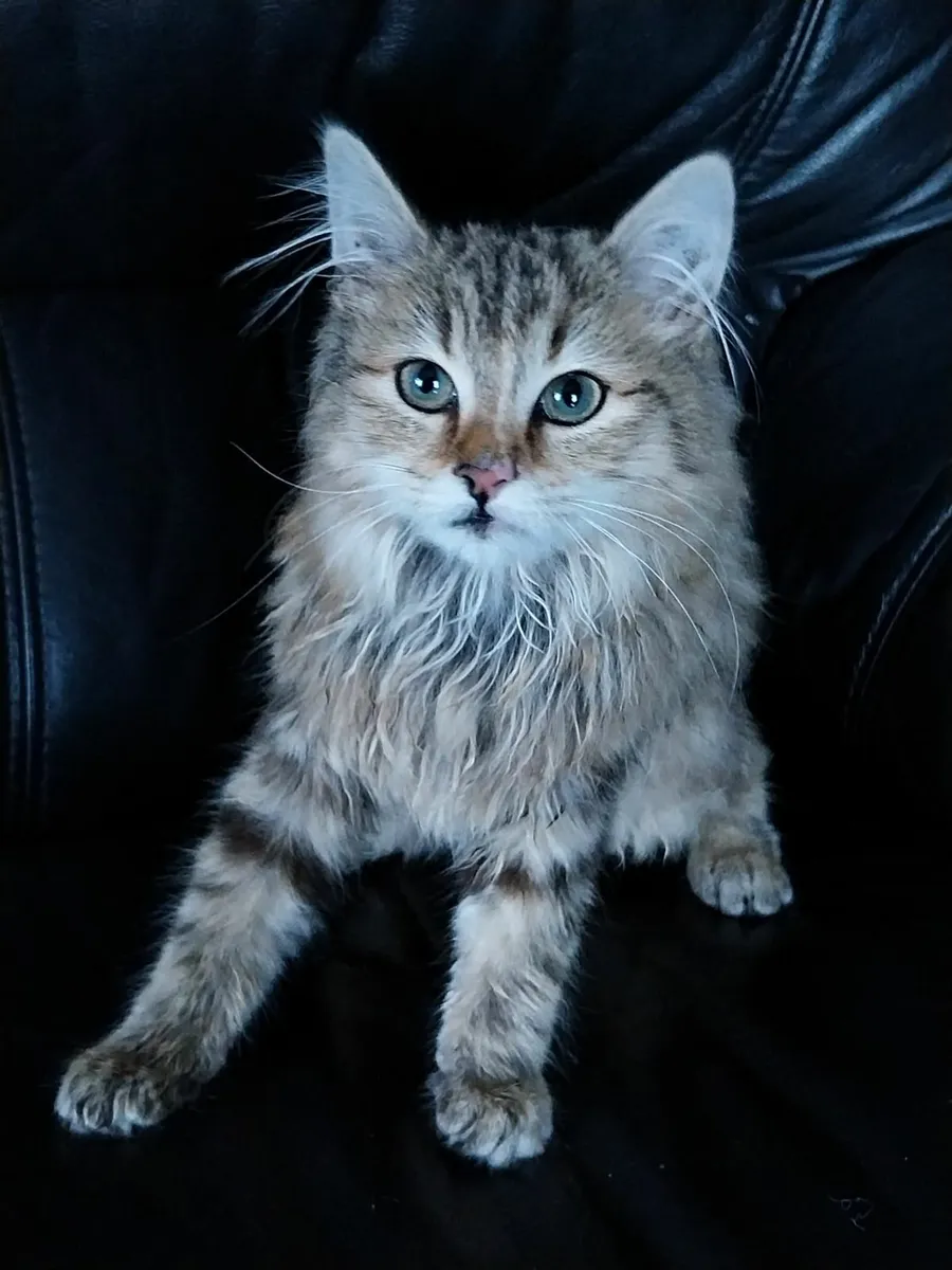 Special Needs Kitten Looking for a Loving Home - Image 1