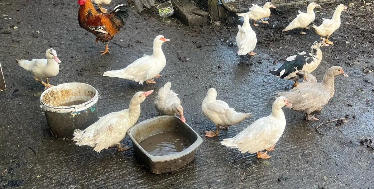 Oven ready geese and ducks - Image 3