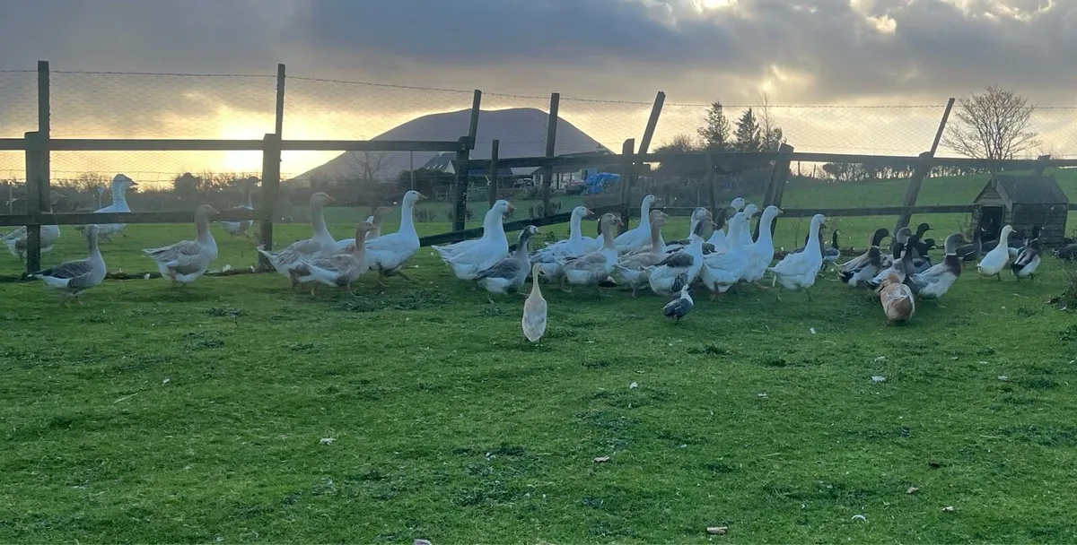Oven ready geese and ducks - Image 4