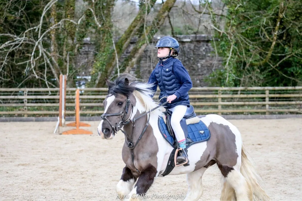 Handsome 4yr old gelding - Image 1