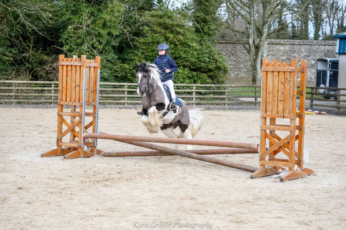 Handsome 4yr old gelding - Image 2