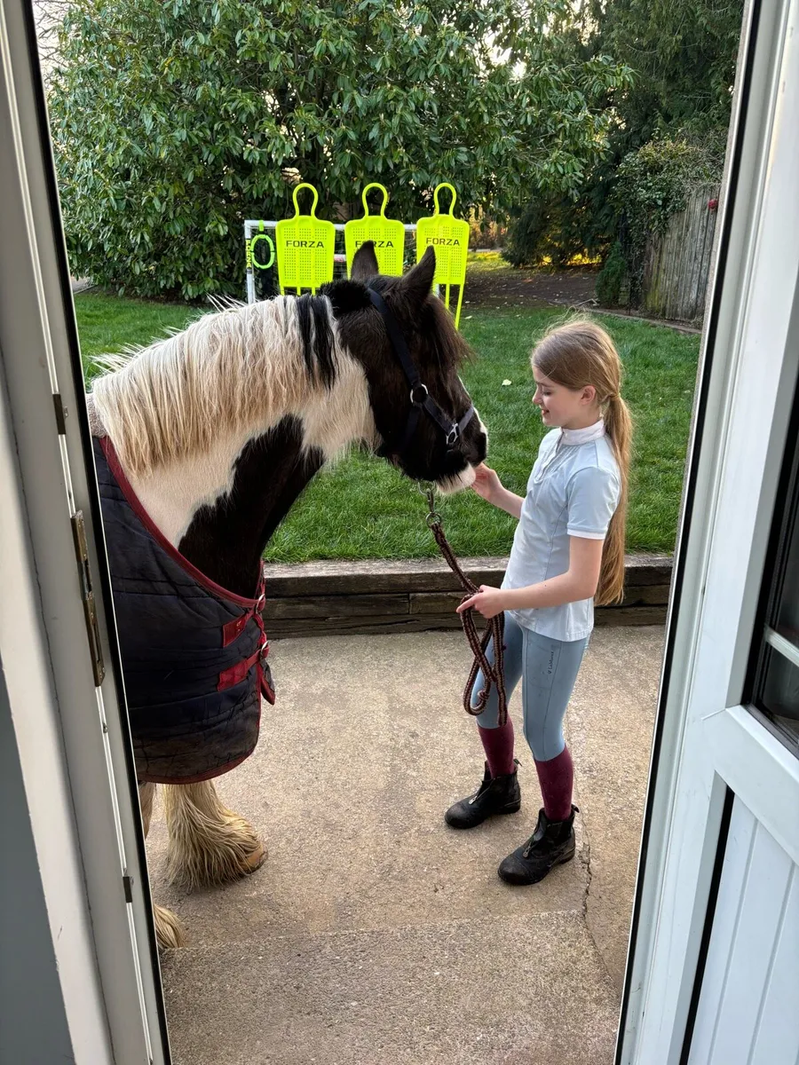 Handsome 4yr old gelding - Image 3