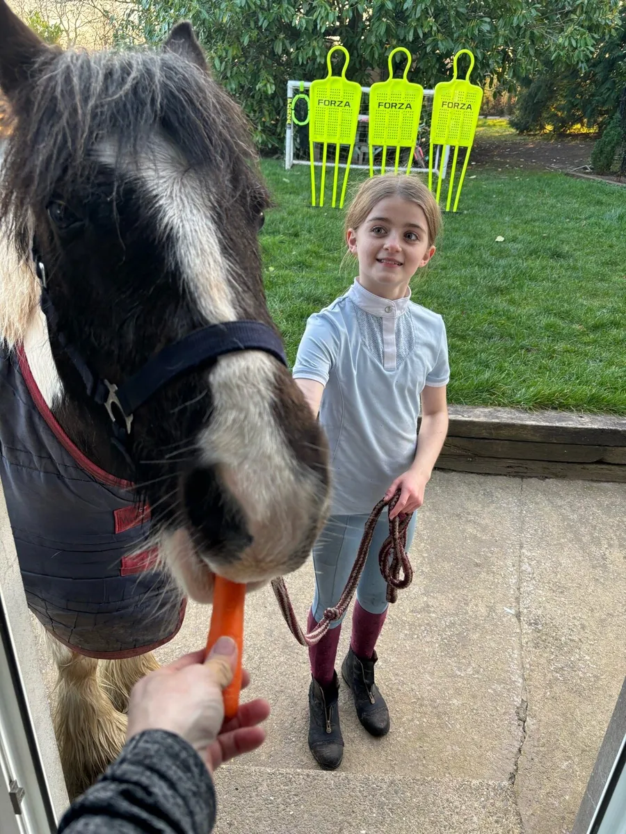 Handsome 4yr old gelding - Image 4