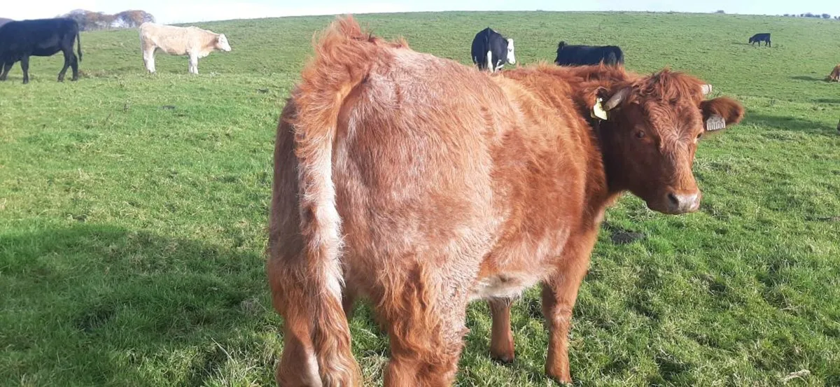 3 in-calf  heifers - Image 4