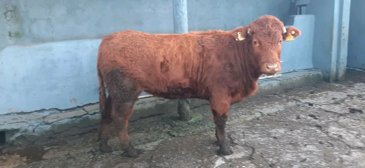 2 in-calf  heifers - Image 2