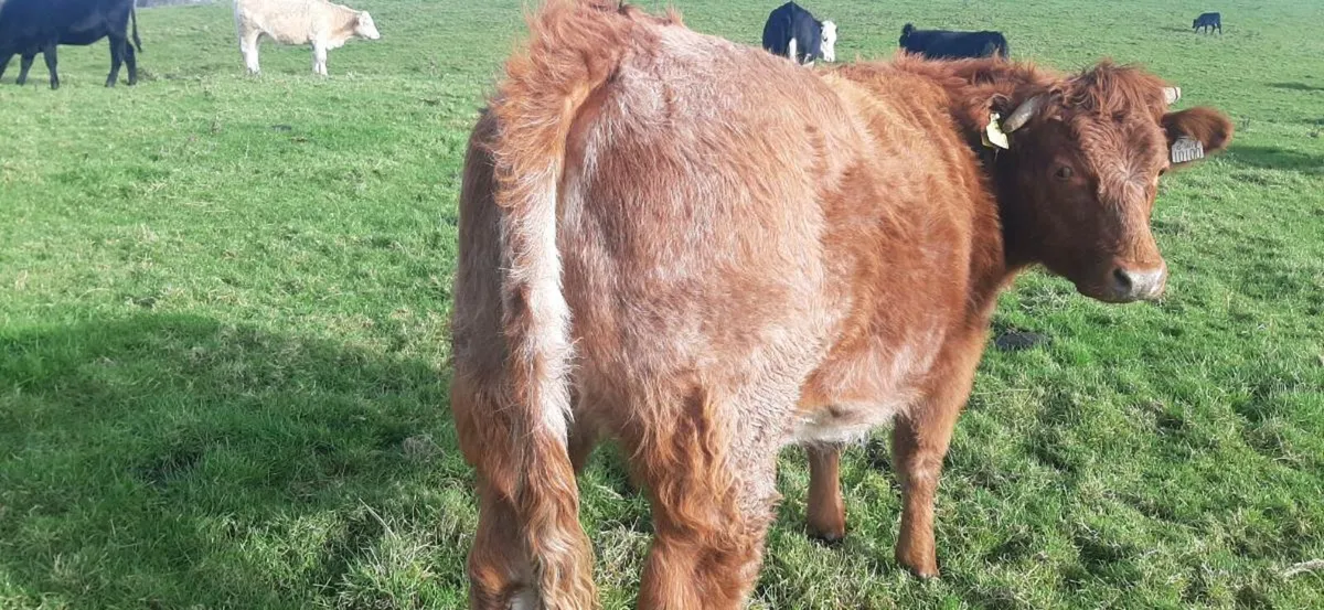 3 in-calf  heifers - Image 1