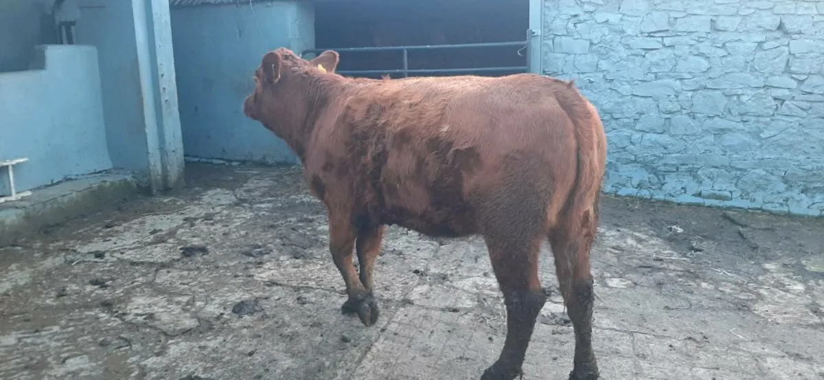 2 in-calf  heifers - Image 3