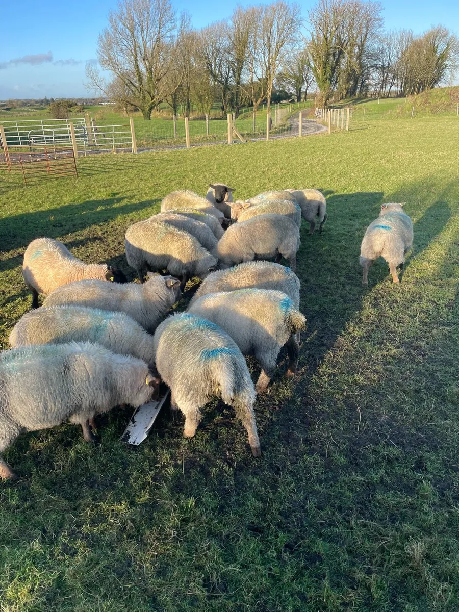 Store lambs - Image 1