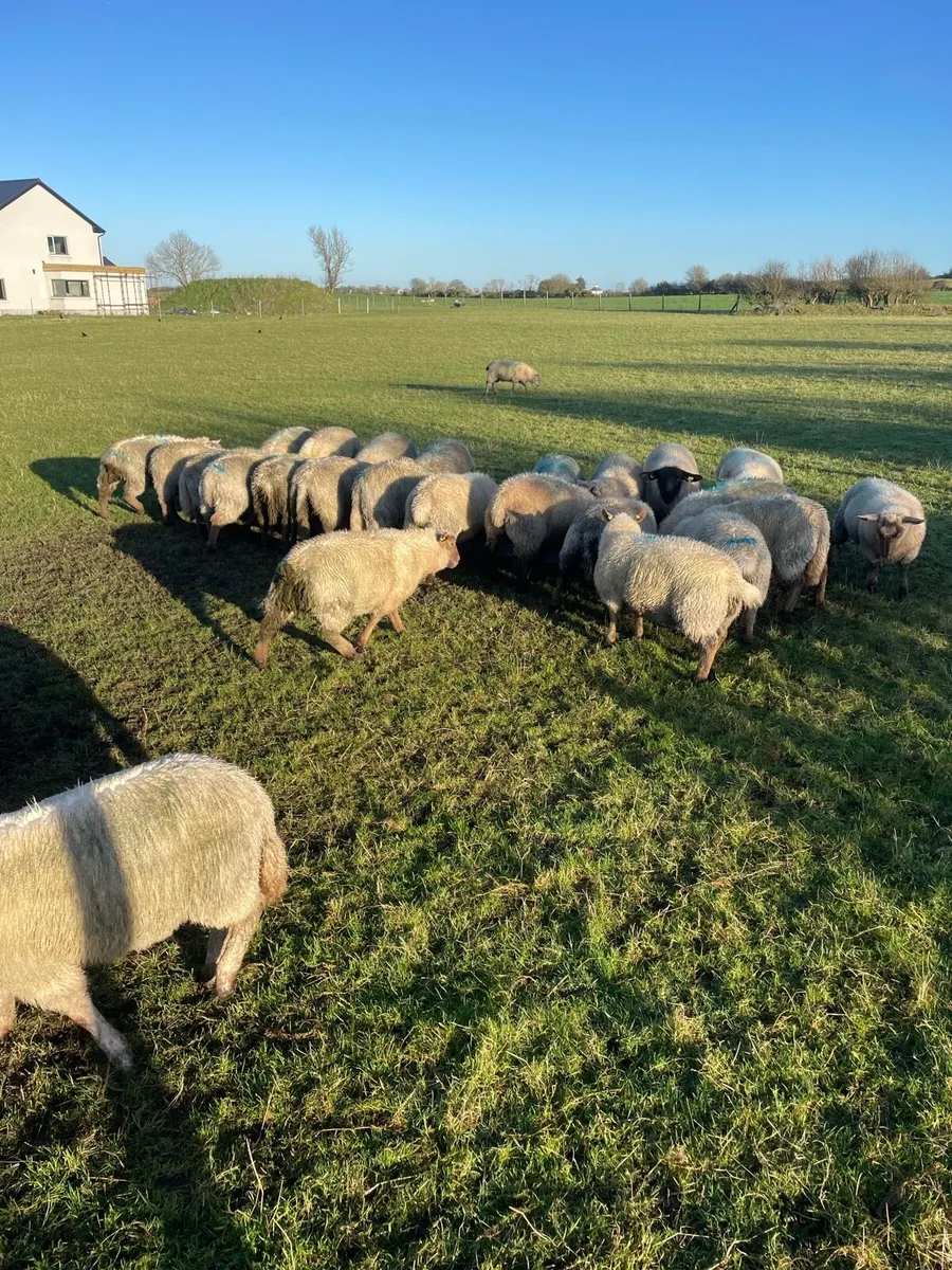 Store lambs - Image 2