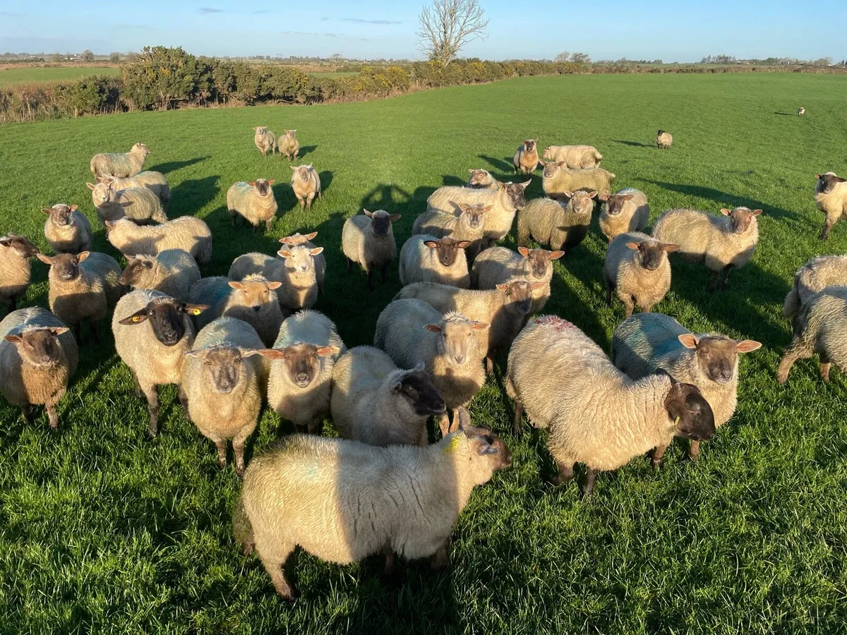 Store lambs - Image 3