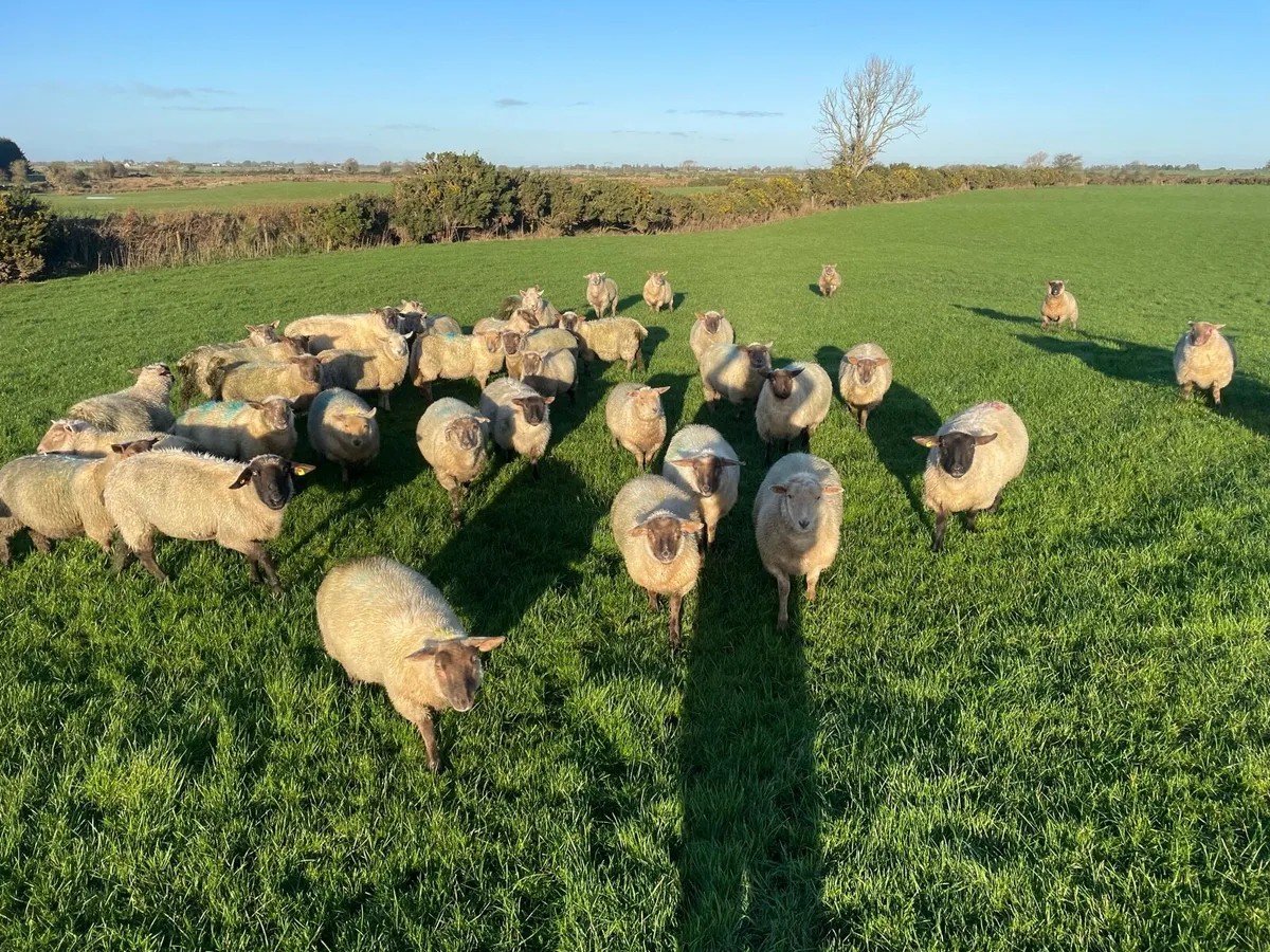 Store lambs - Image 4