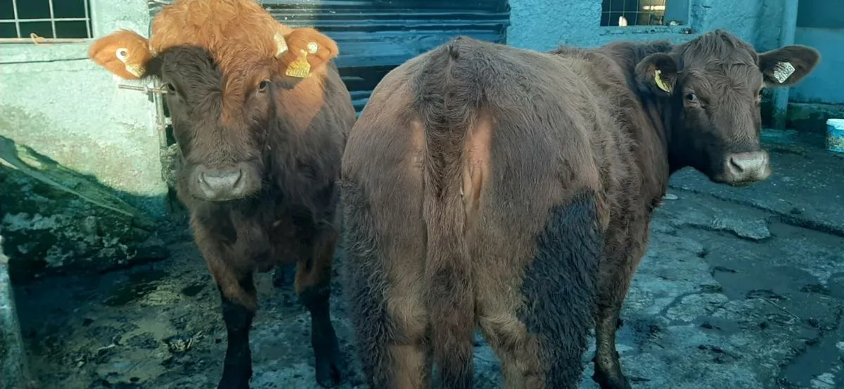 3 in-calf  heifers - Image 2