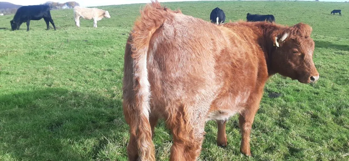 3 in-calf  heifers - Image 3
