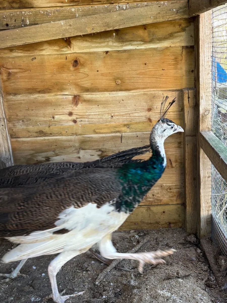 Pea Fowl Peahen Peacock - Image 1