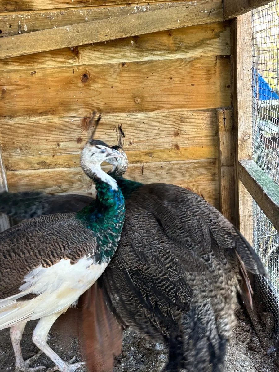 Pea Fowl Peahen Peacock - Image 2