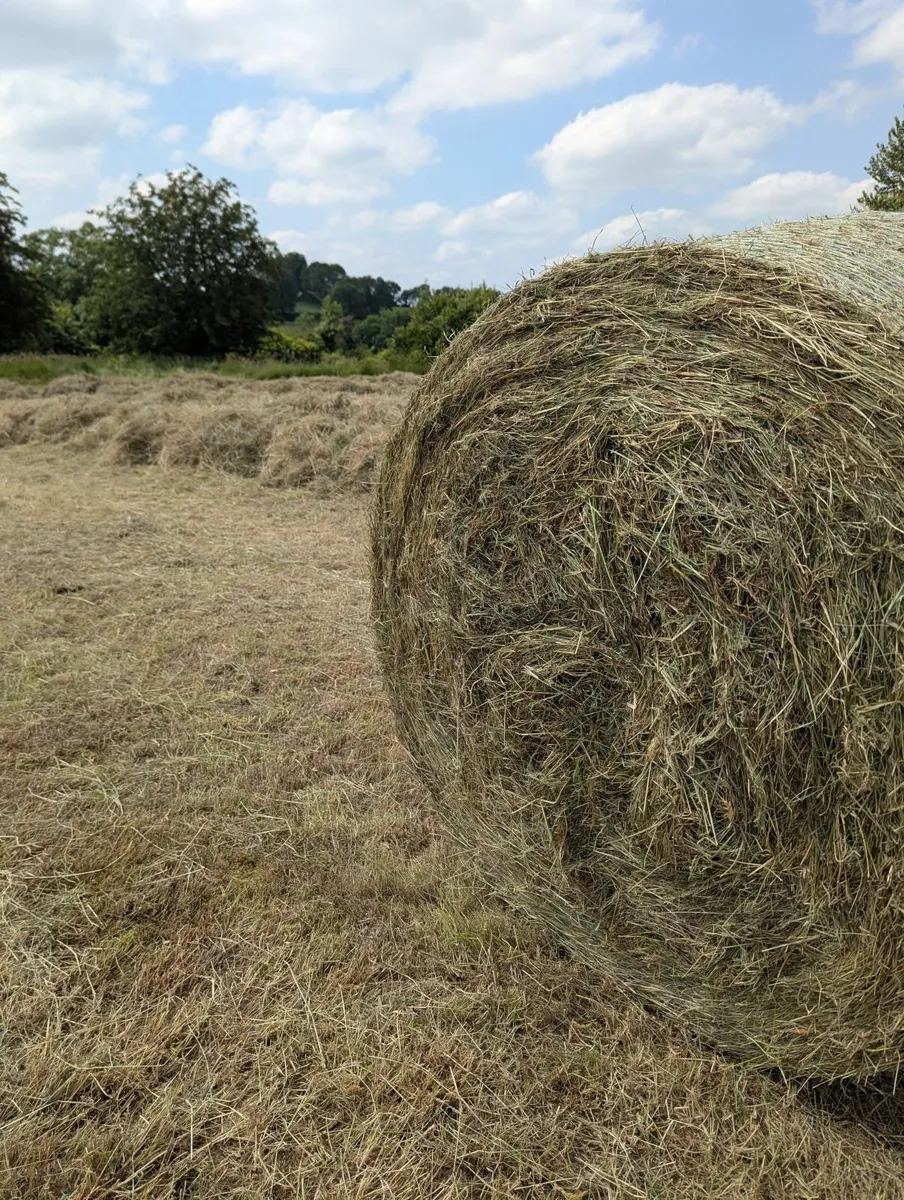 Hay & Haylage Round Bales - Image 1