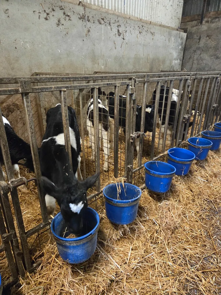 Friesian bull calves