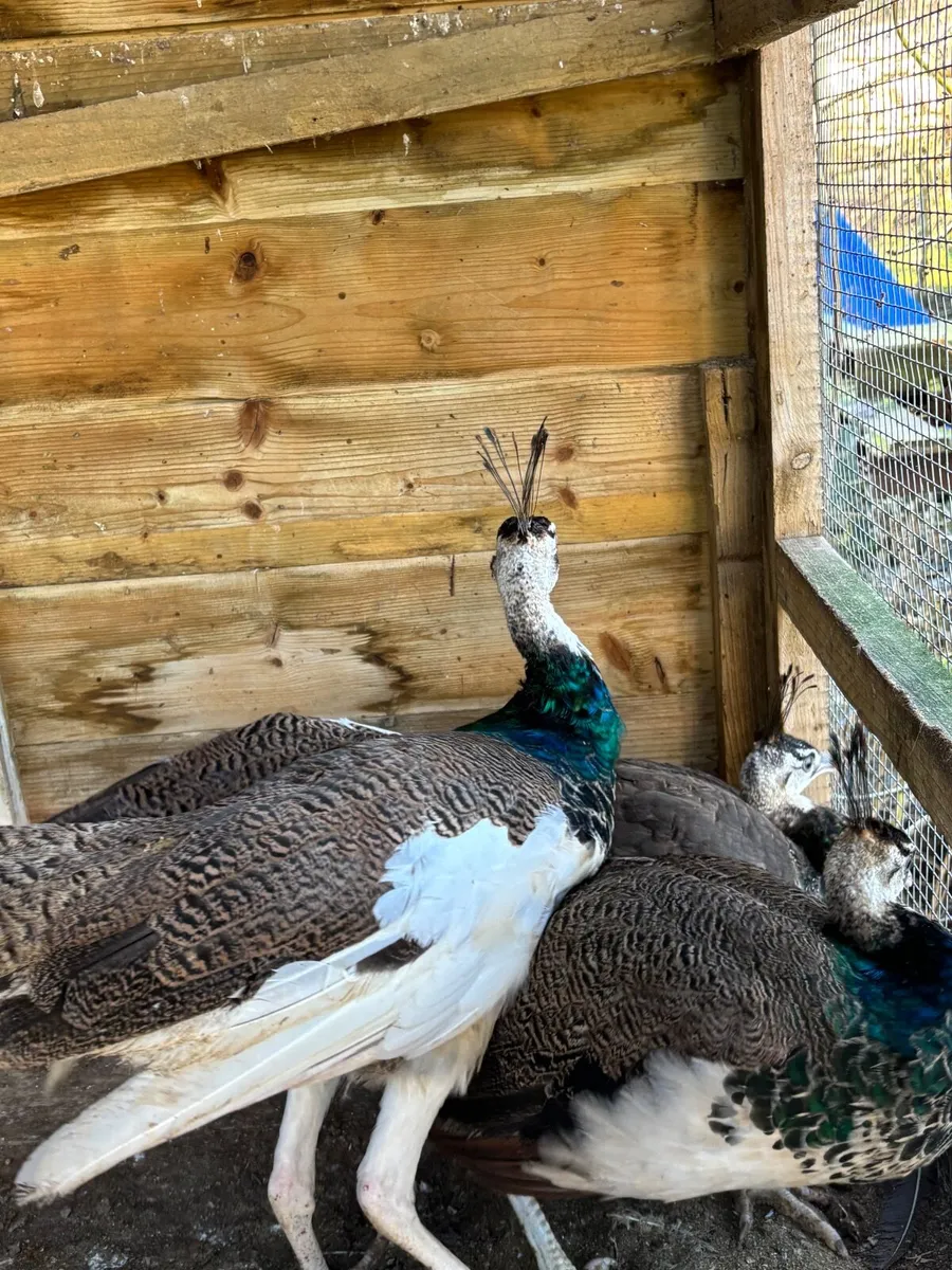 Pea Fowl Peahen Peacock - Image 3