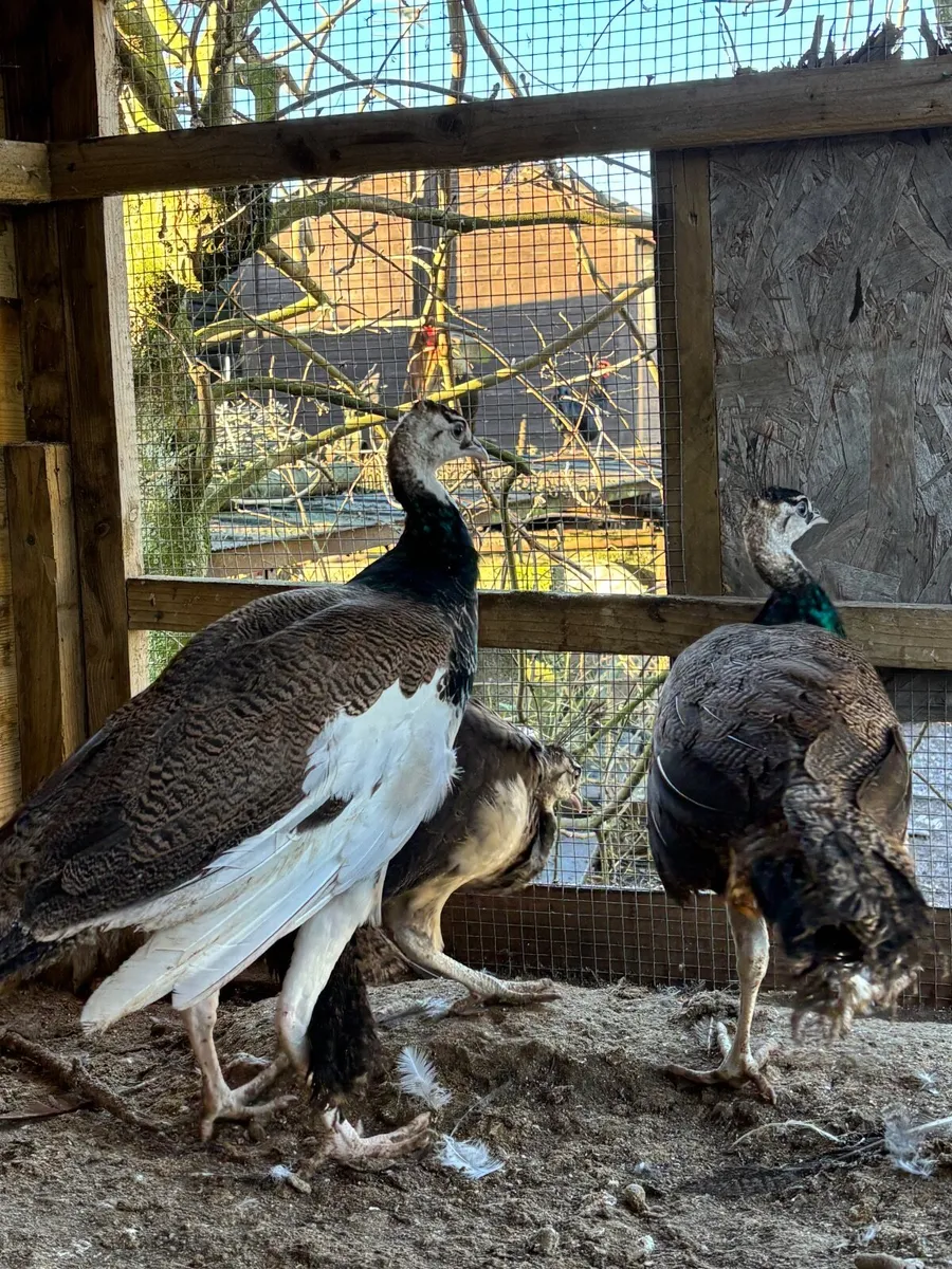 Pea Fowl Peahen Peacock - Image 4