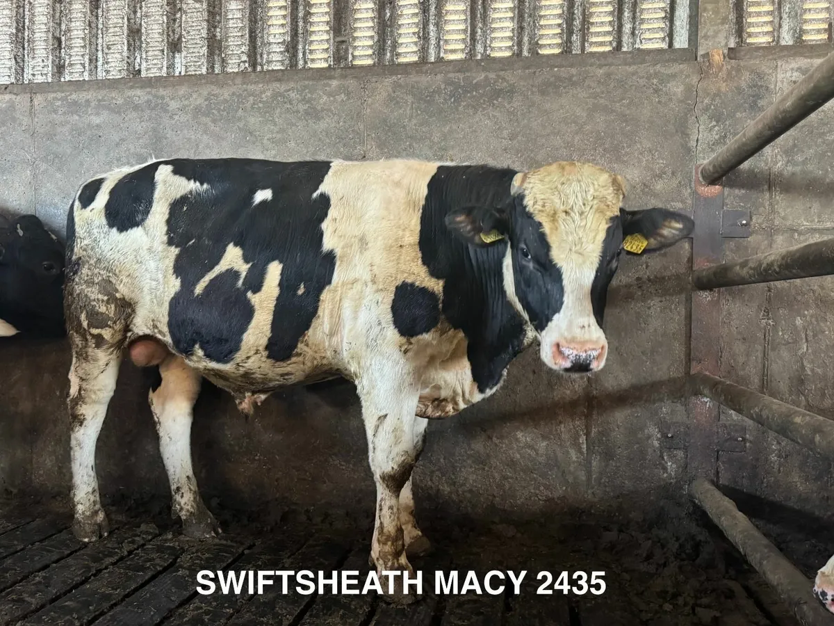 Holstein Friesian Bulls ++ Over 800 kg/MS ++ - Image 3