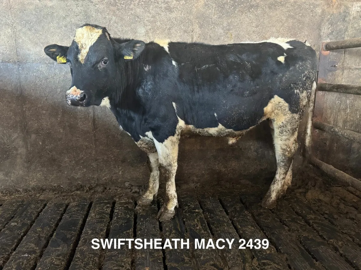 Holstein Friesian Bulls ++ Over 800 kg/MS ++ - Image 2