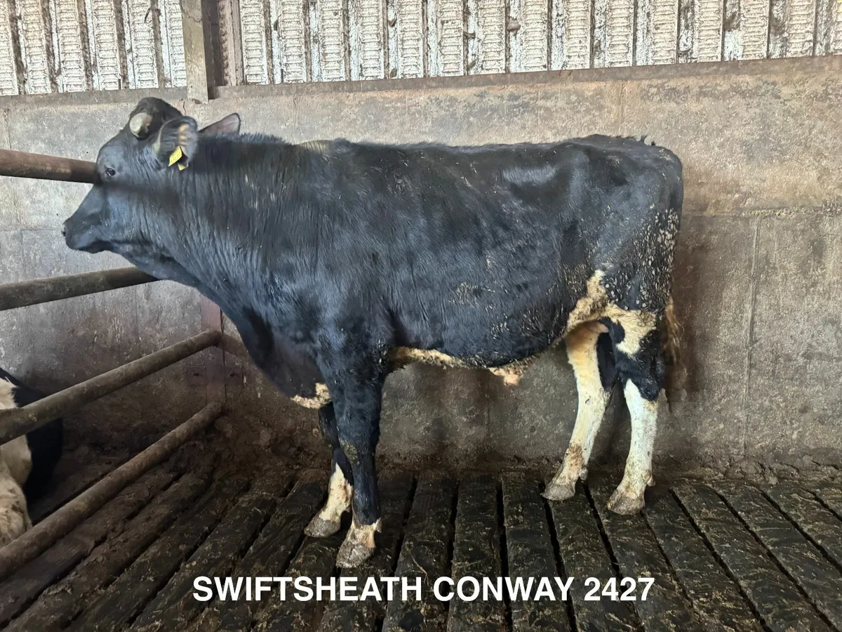 Holstein Friesian Bulls ++ Over 800 kg/MS ++ - Image 1