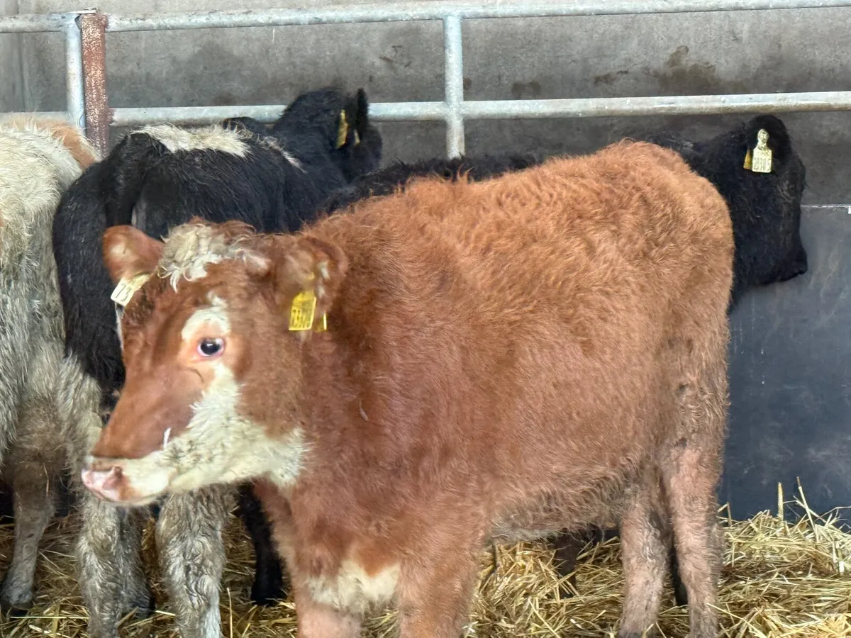8 HEREFORD HEIFER WEANLINGS - Image 1