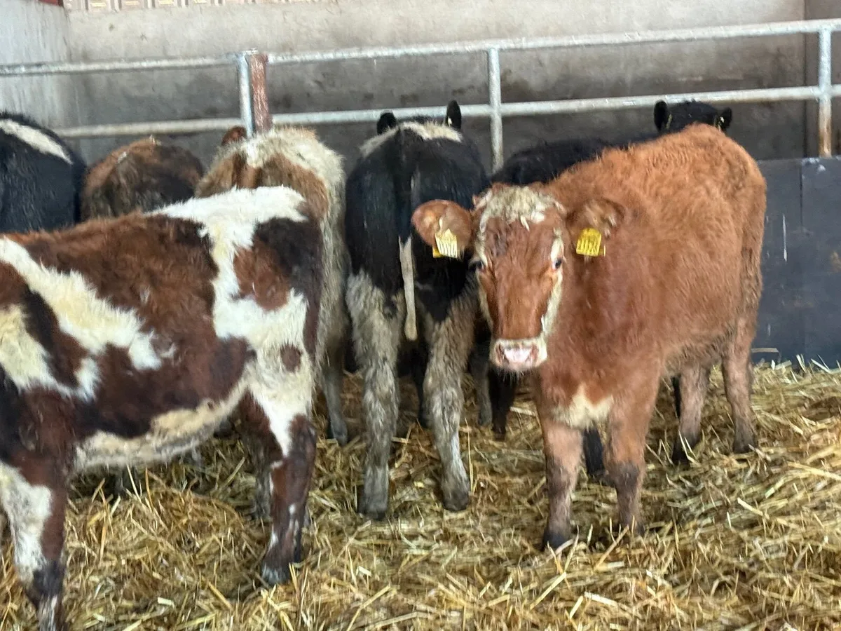 8 HEREFORD HEIFER WEANLINGS - Image 2
