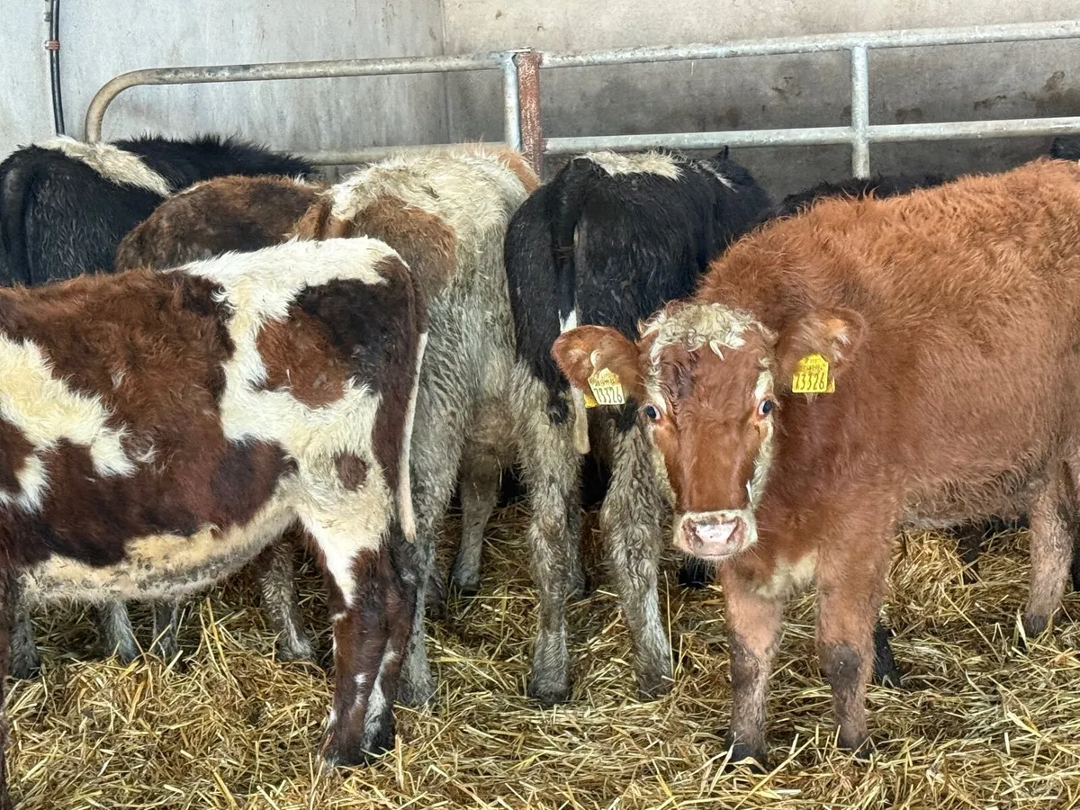 8 HEREFORD HEIFER WEANLINGS - Image 3