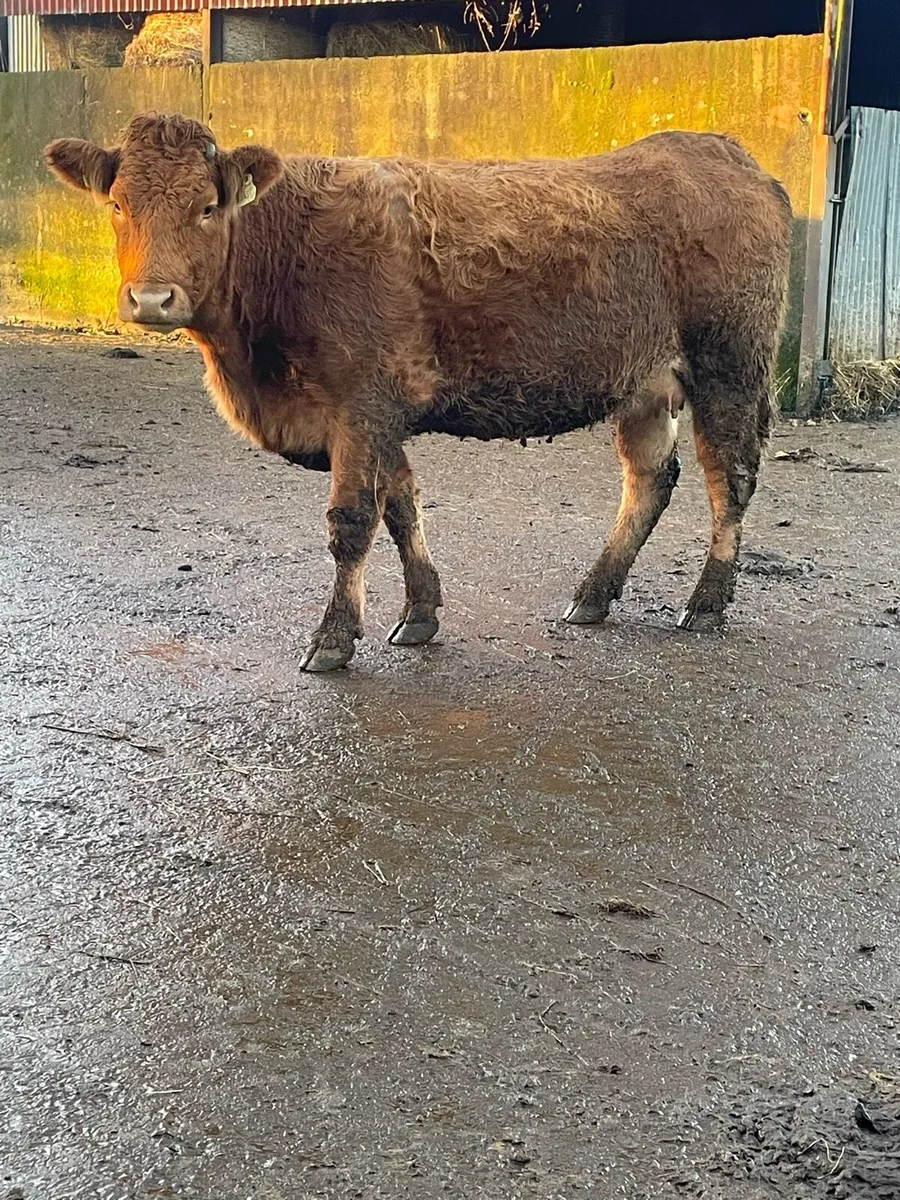 Super limousine Incalf heifer Incalf to pb lm - Image 2