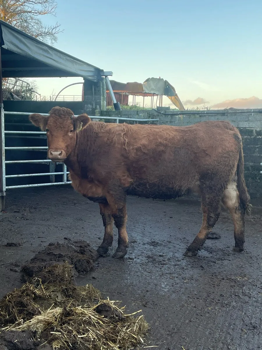 Super limousine Incalf heifer Incalf to pb lm - Image 3