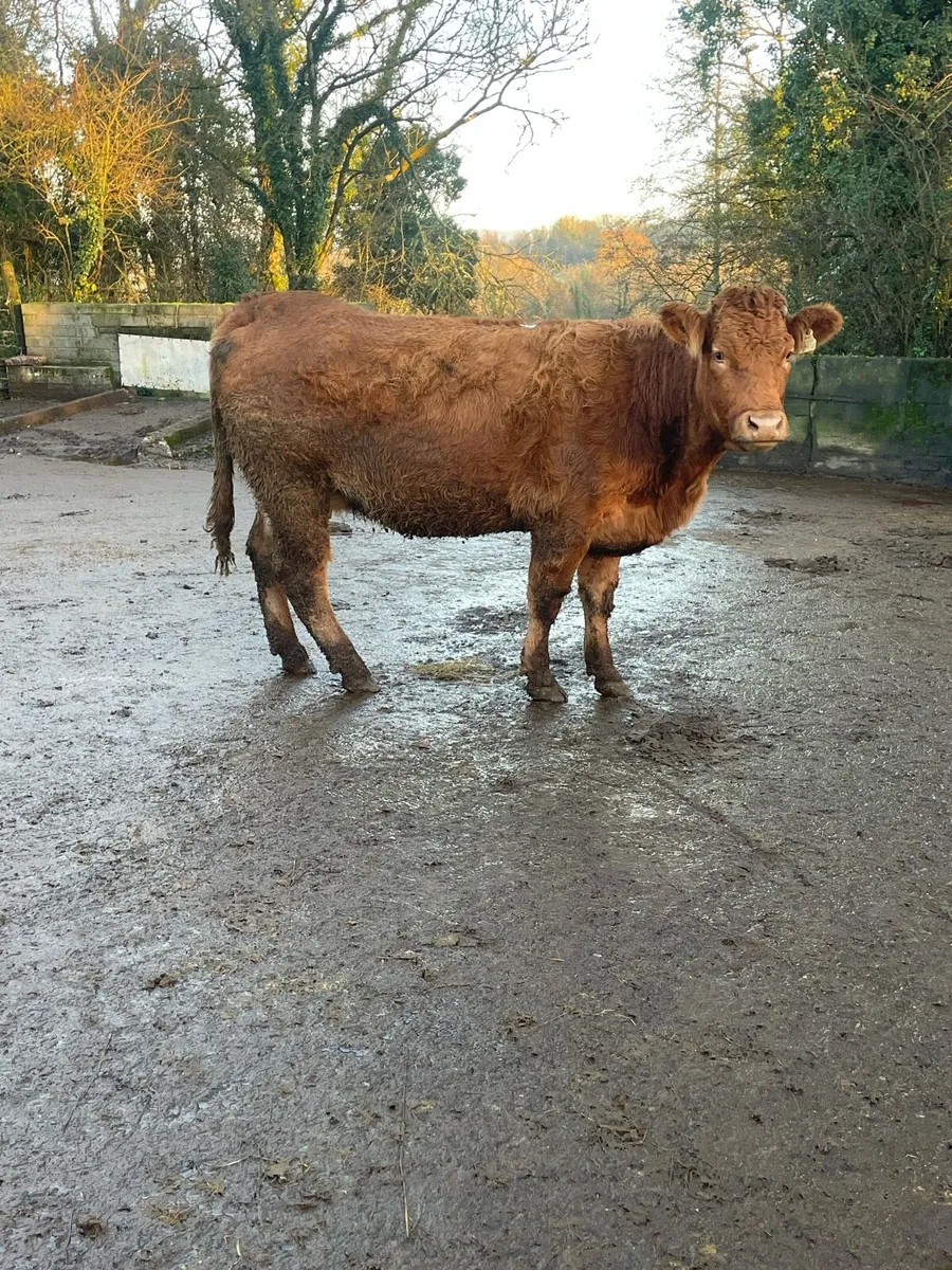 Super limousine Incalf heifer Incalf to pb lm - Image 1